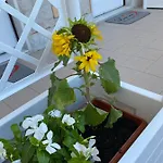 Bed & Breakfast Love Inn