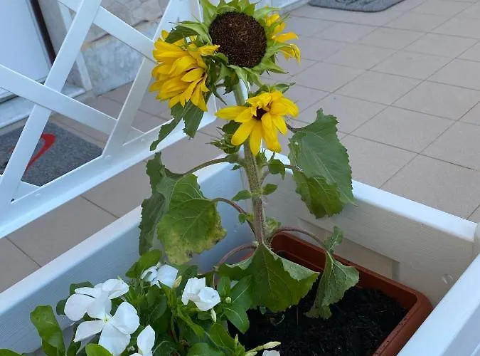 Готель типу 